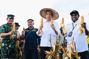 Presiden Jokowi: Hasil panen jagung Keerom di atas standar nasional