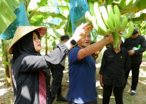 Harga Stabil & Diminati Pasar, Pemkab Banyuwangi Pacu Produksi Potensi Pisang Cavendish
