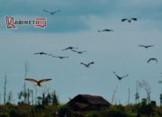 Viral! Burung dari Asia dan China Ramai Singgah di Kediri, BBKSDA: Jangan Diburu!