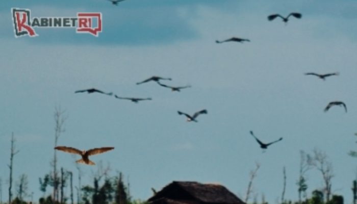 Viral! Burung dari Asia dan China Ramai Singgah di Kediri, BBKSDA: Jangan Diburu!