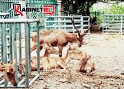 Viral Story WA, Bupati Tulungagung Tegur Keras Perawatan Satwa Pendopo