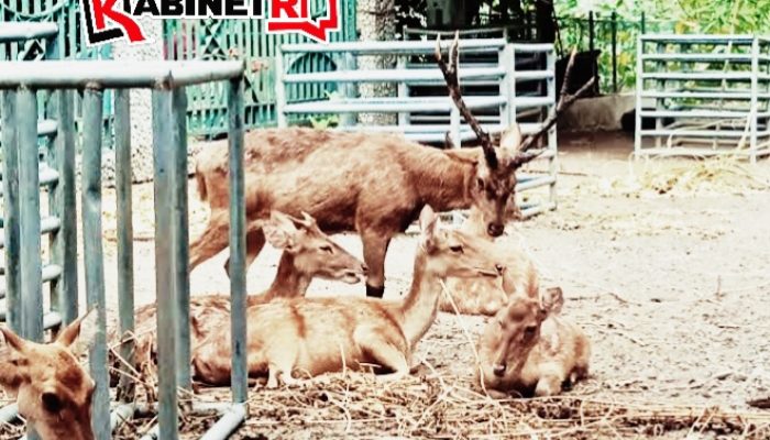 Viral Story WA, Bupati Tulungagung Tegur Keras Perawatan Satwa Pendopo