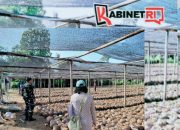 Kementan Tinjau Pembibitan Kelapa di Blitar, Puluhan Ribu Bibit Unggul Siap Didistribusikan ke Petani