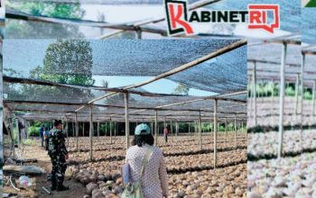 Kementan Tinjau Pembibitan Kelapa di Blitar, Puluhan Ribu Bibit Unggul Siap Didistribusikan ke Petani