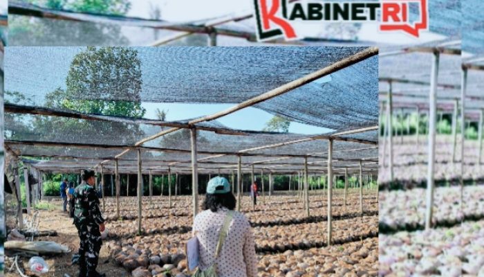 Kementan Tinjau Pembibitan Kelapa di Blitar, Puluhan Ribu Bibit Unggul Siap Didistribusikan ke Petani