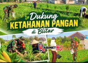 Dukung Program Hanpangan, Babinsa Sanankulon Dampingi Pemupukan Tanaman Jagung