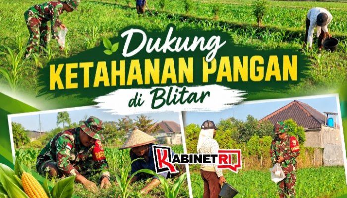Dukung Program Hanpangan, Babinsa Sanankulon Dampingi Pemupukan Tanaman Jagung
